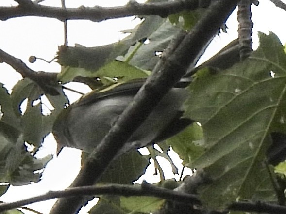 Golden-winged Warbler - ML639949204