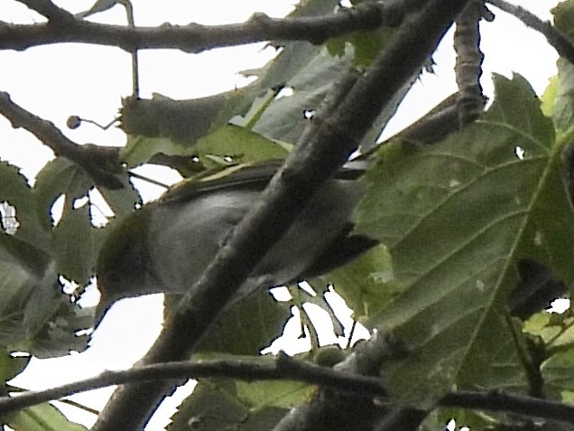 Golden-winged Warbler - ML639949205