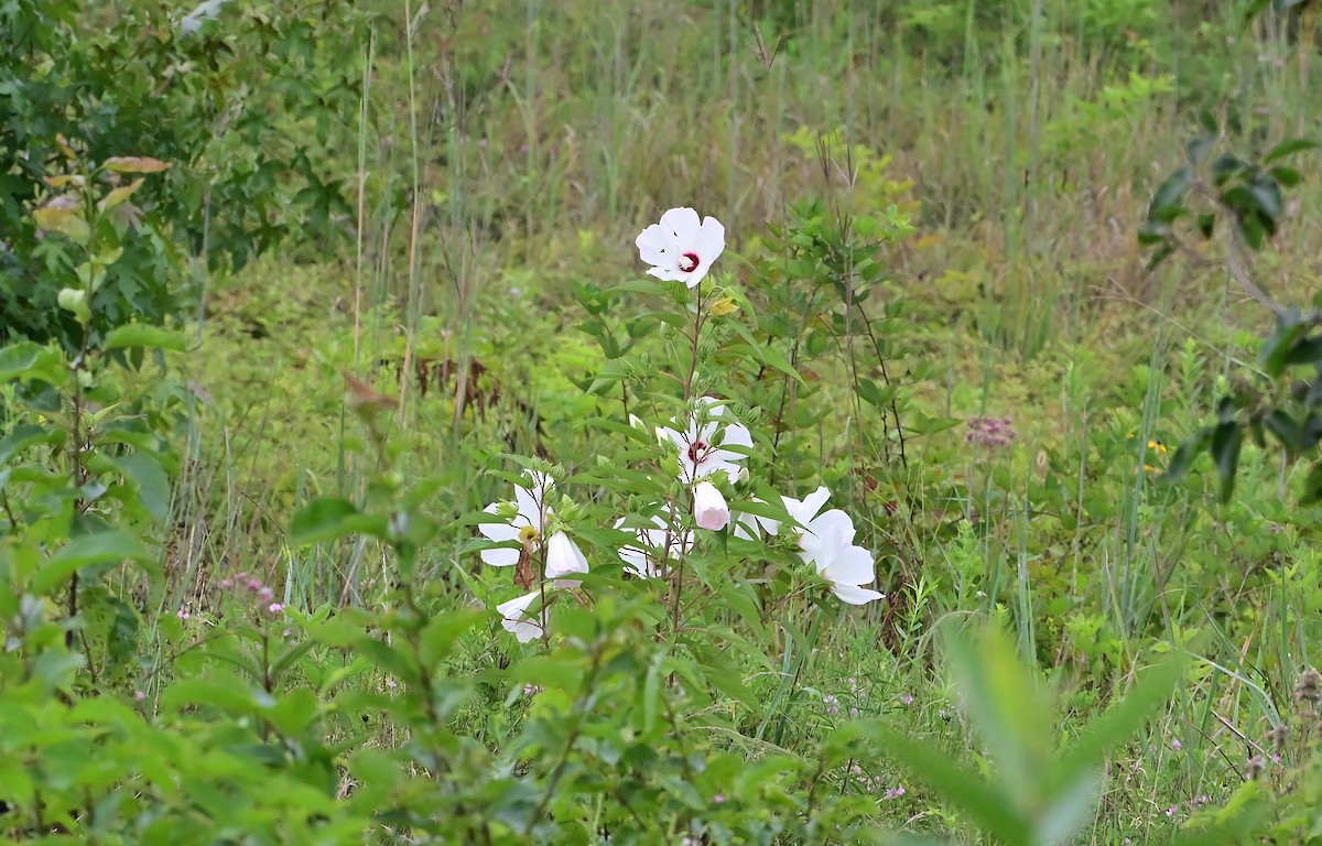 null - ML639949253
