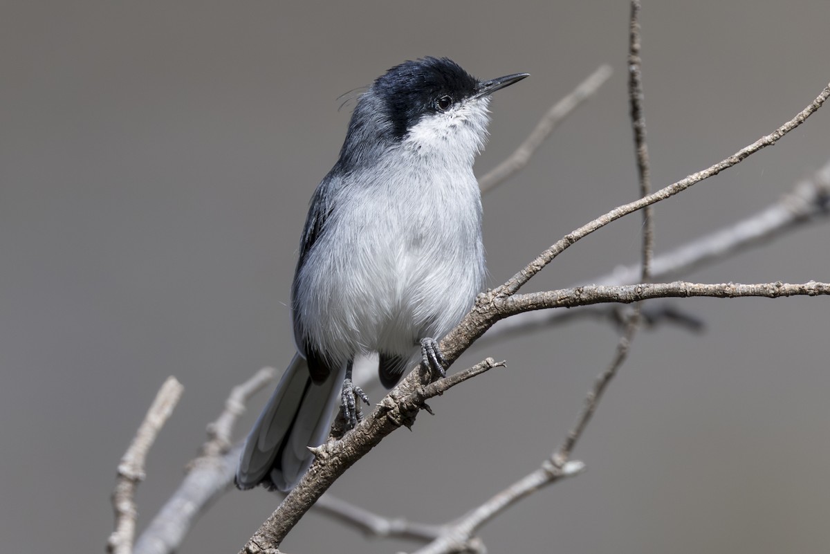 Marañon Gnatcatcher - ML639949266