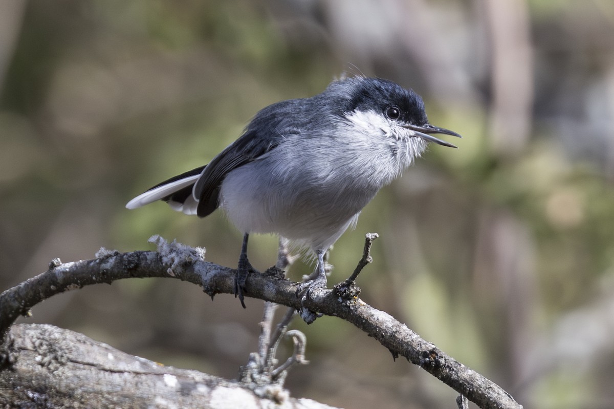 Marañon Gnatcatcher - ML639949267