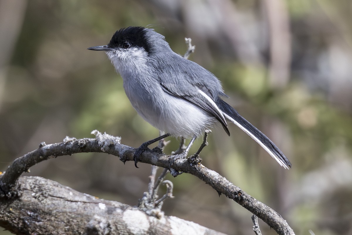 Marañon Gnatcatcher - ML639949268