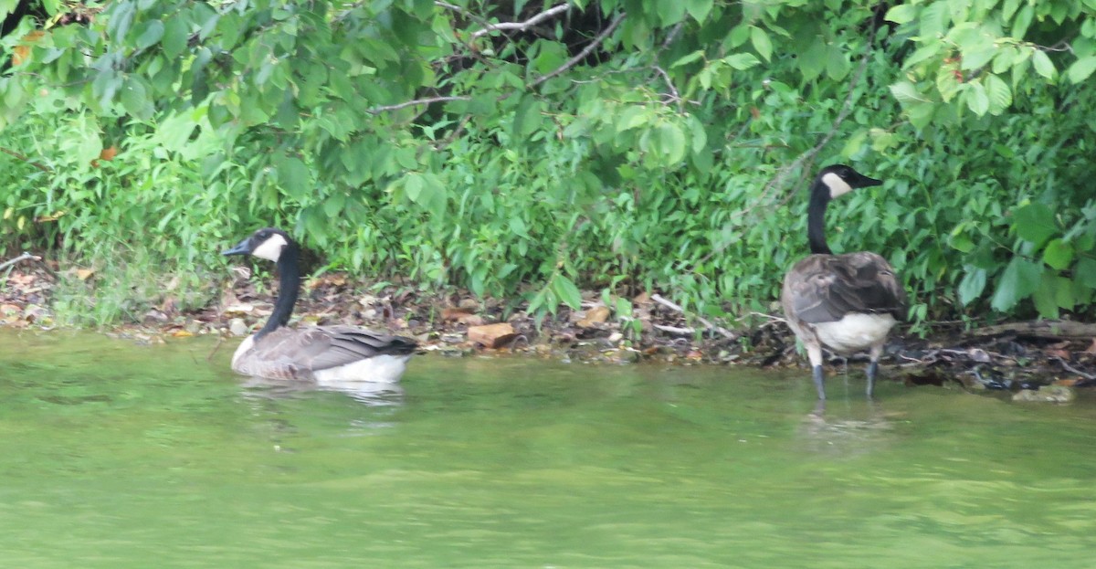 Canada Goose - ML639949332