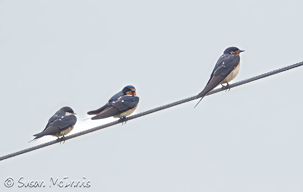 Hirondelle rustique (erythrogaster) - ML639949454