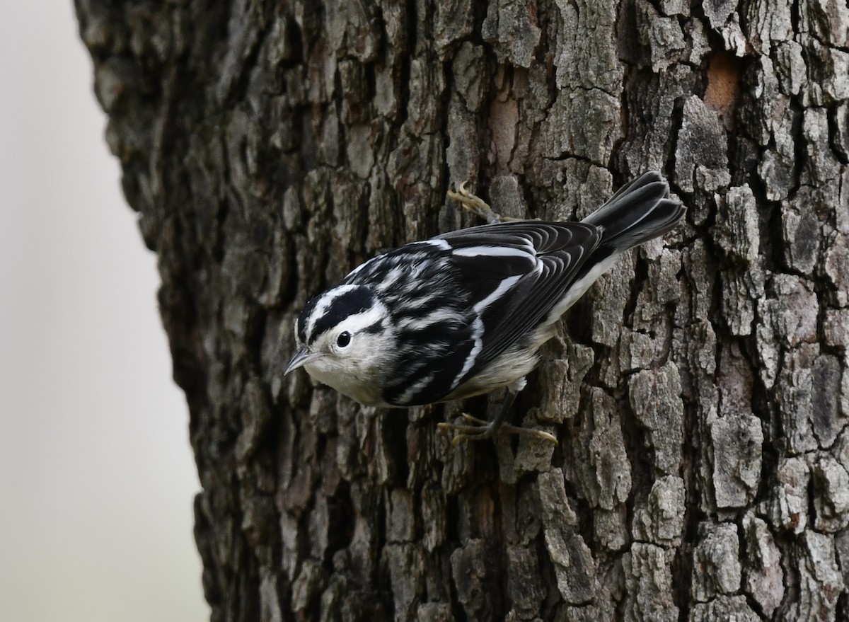 Black-and-white Warbler - ML639949483