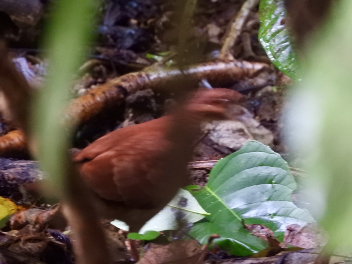 Ruddy Quail-Dove - ML639949485