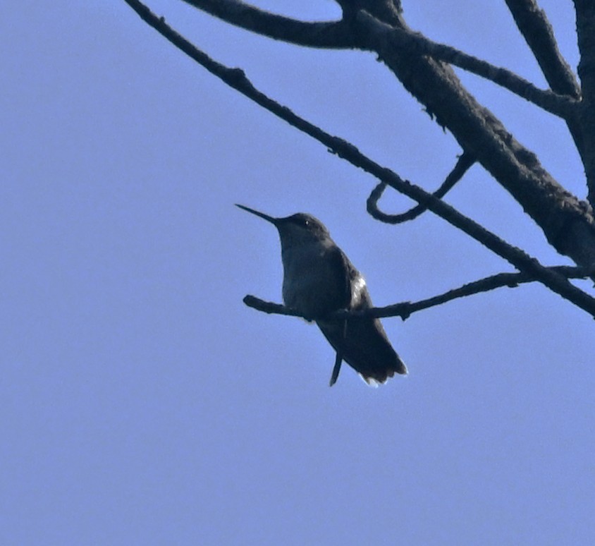 Ruby-throated Hummingbird - ML639949502