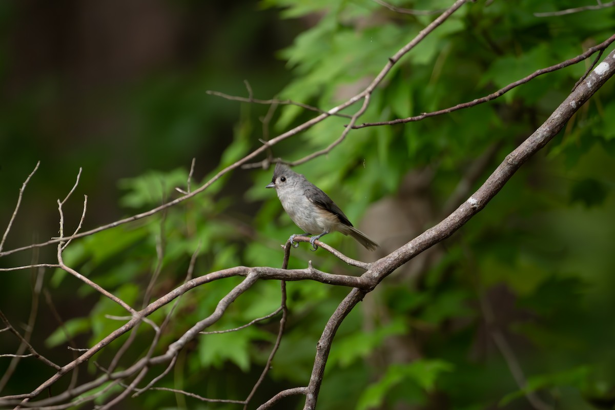 Mésange bicolore - ML639949505