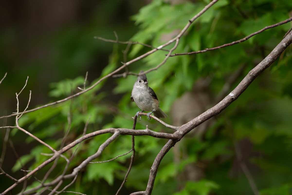 Mésange bicolore - ML639949511