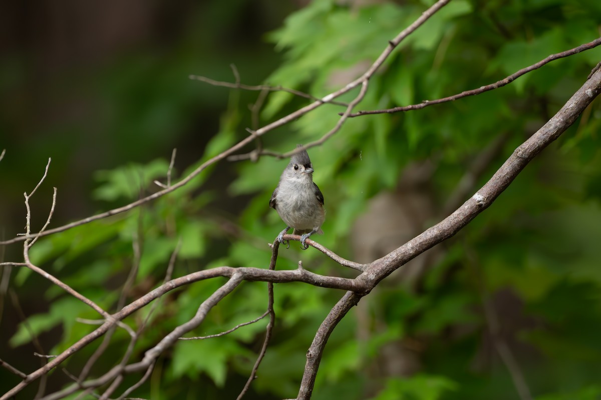 Mésange bicolore - ML639949517