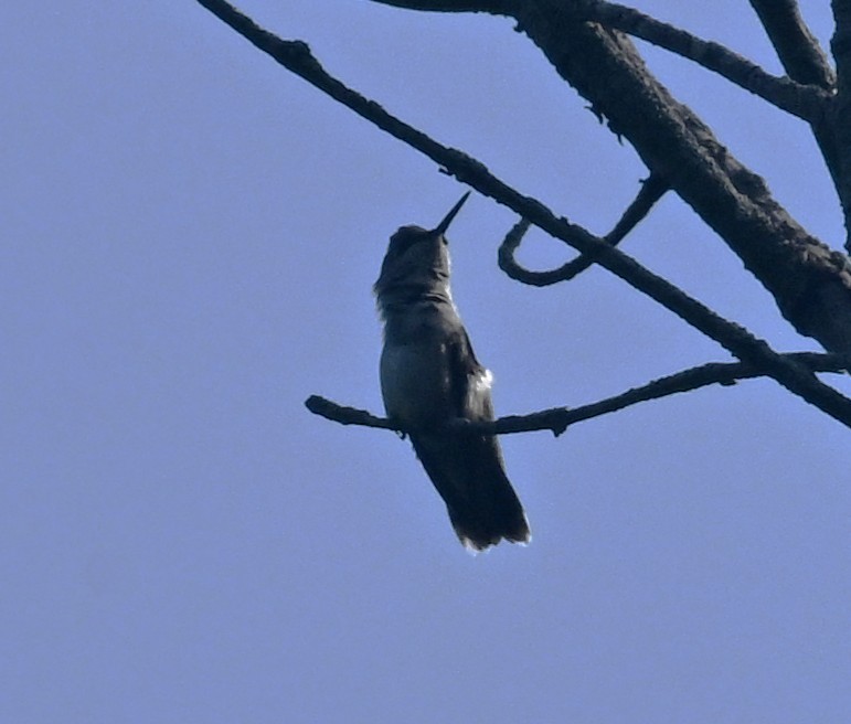 Ruby-throated Hummingbird - ML639949518