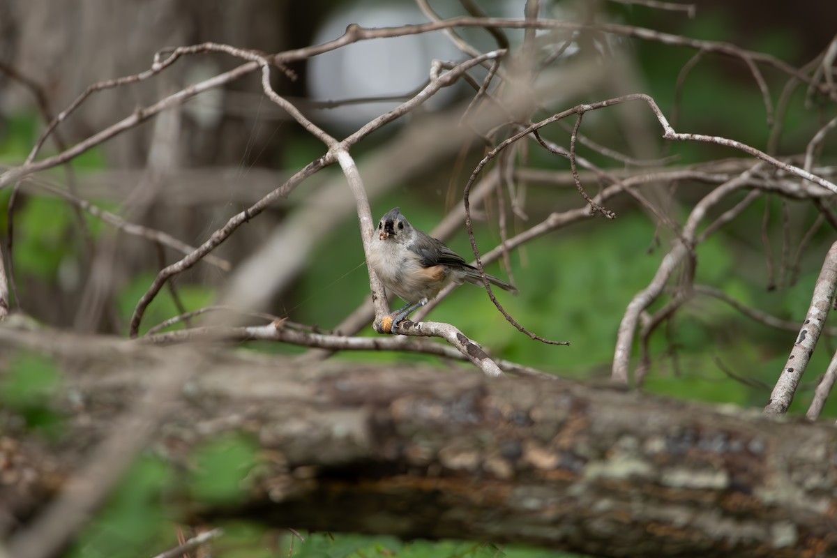Mésange bicolore - ML639949521