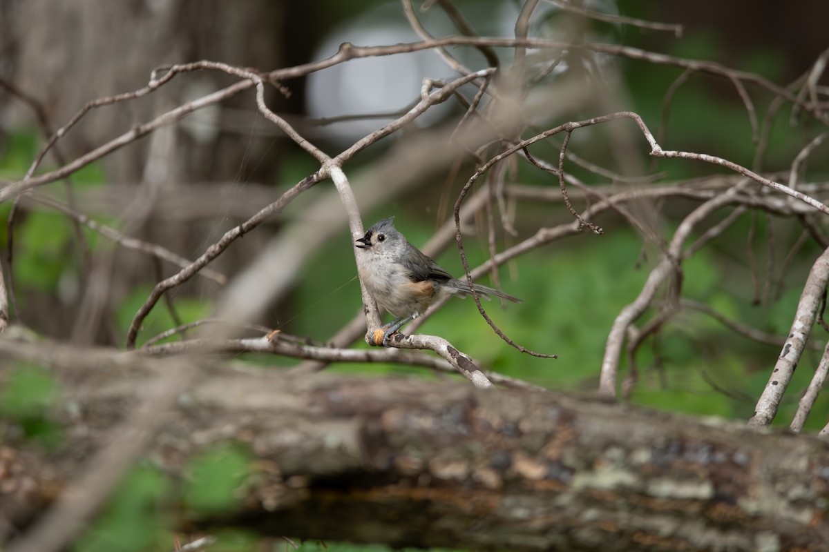 Mésange bicolore - ML639949522