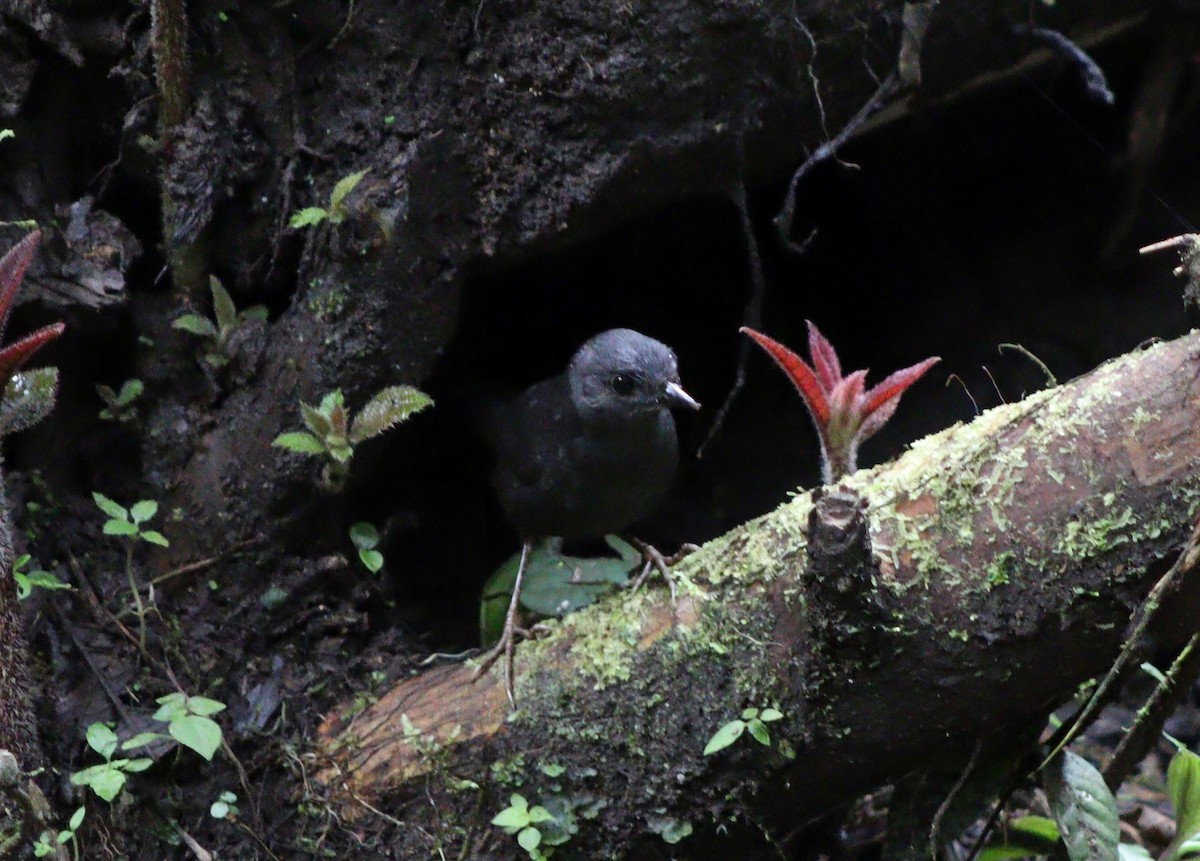 Tatama Tapaculo - ML639949523
