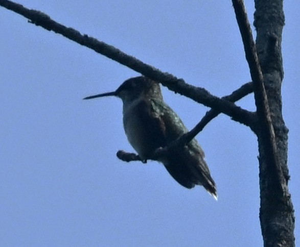 Ruby-throated Hummingbird - ML639949526
