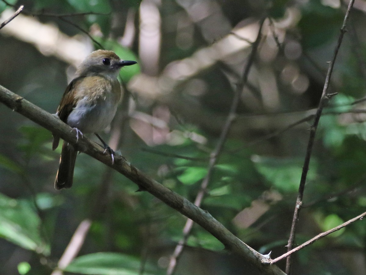 Fulvous-chested Jungle Flycatcher - ML639949610