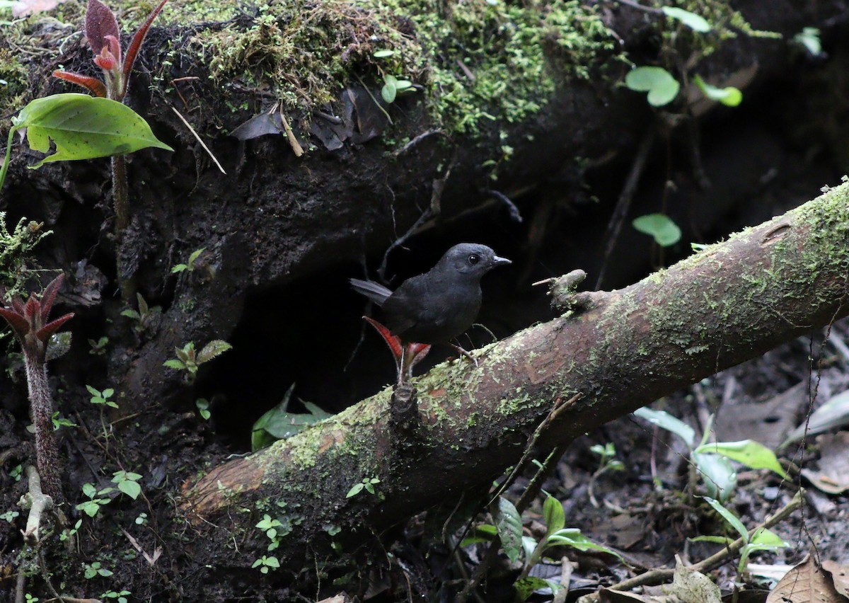Tatama Tapaculo - ML639949643
