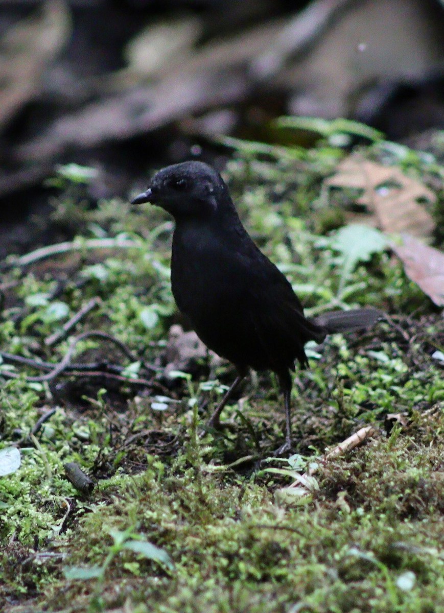 Tatama Tapaculo - ML639949646