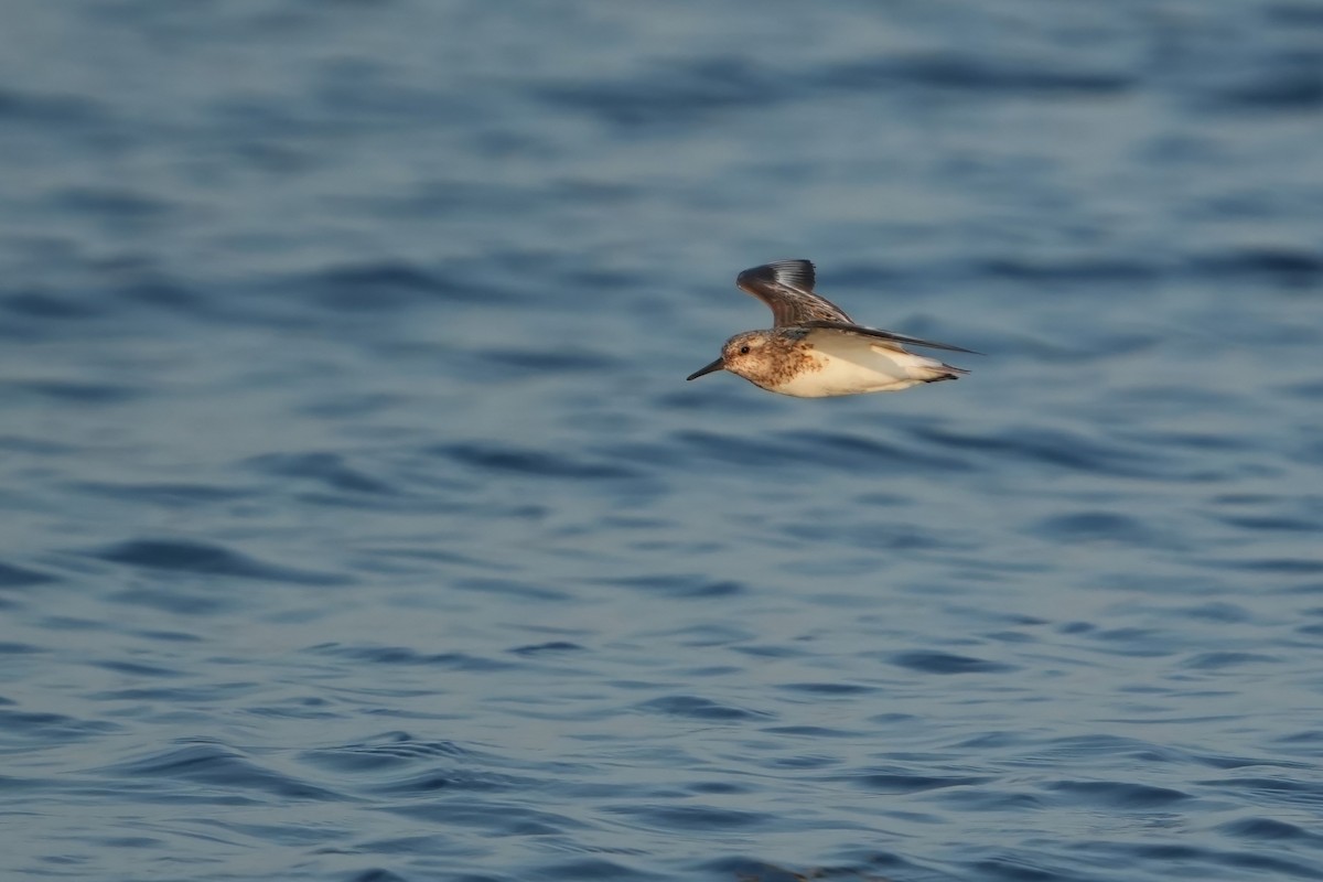 Sanderling - ML639949667