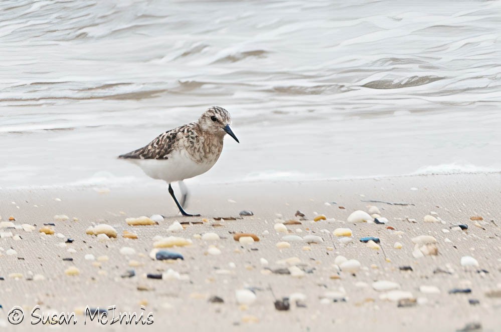 Sanderling - ML639949679