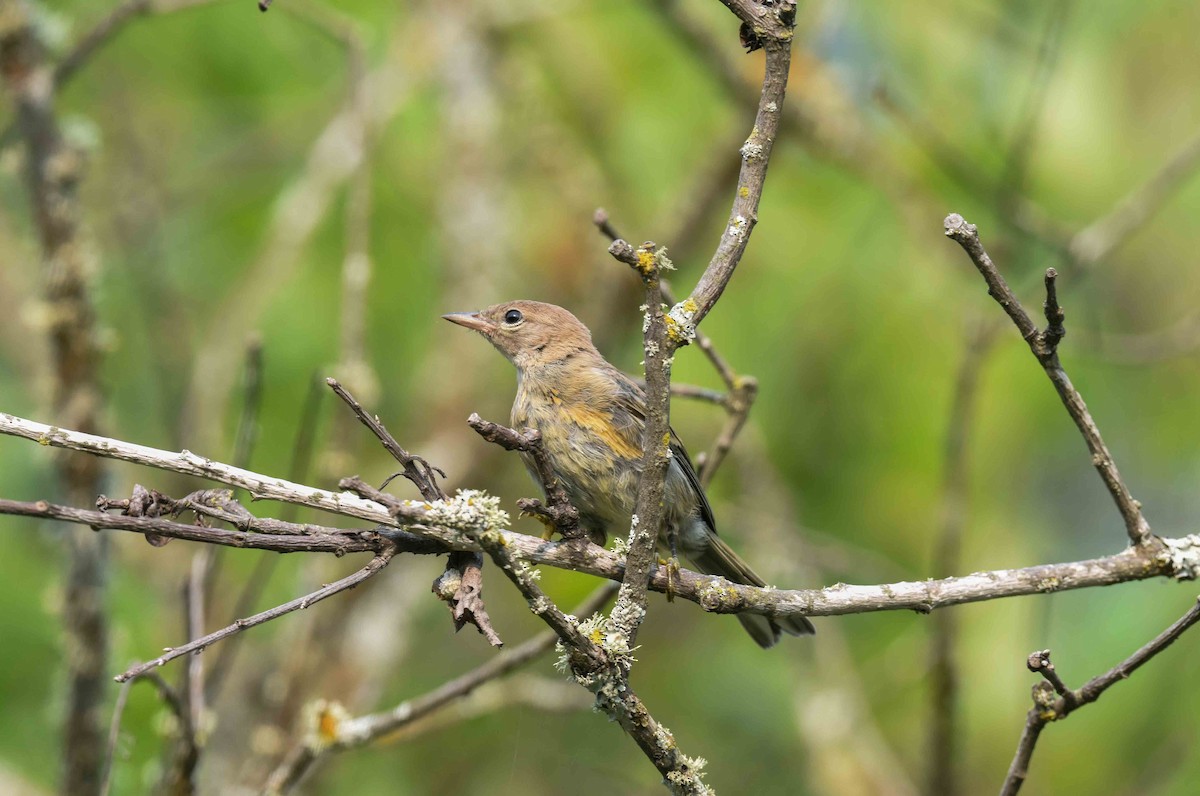 Pine Warbler - ML639949697