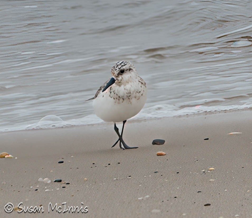 Sanderling - ML639949710