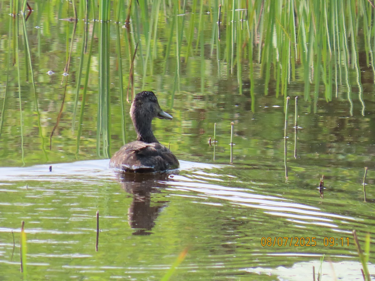 American Black Duck - ML639949734