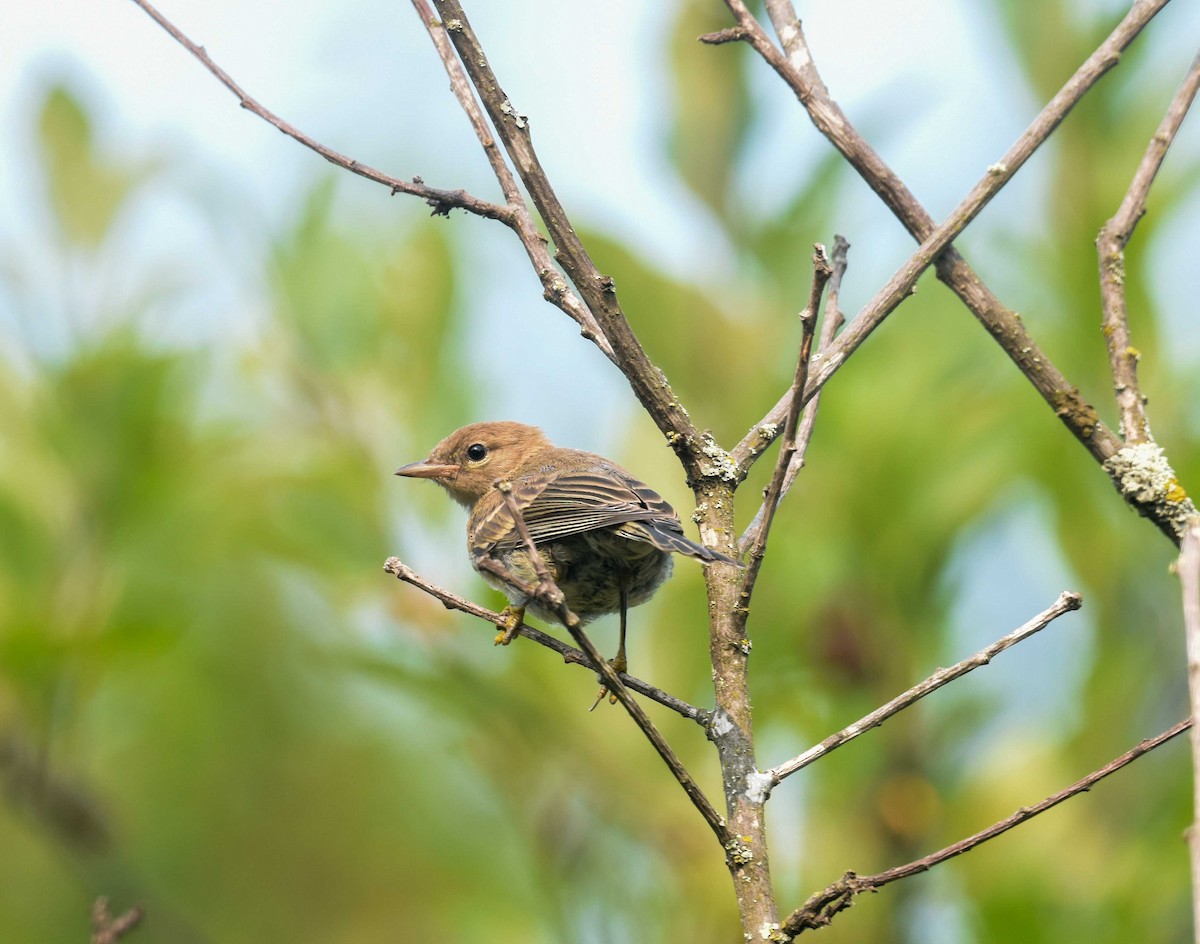 Pine Warbler - ML639949748
