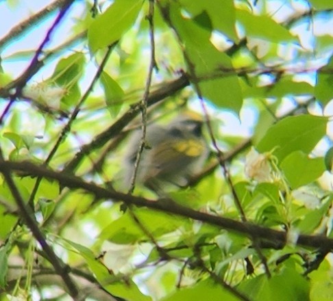 Golden-winged Warbler - ML639949754