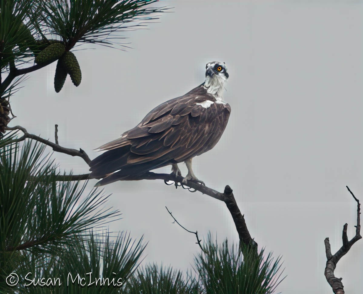 Balbuzard pêcheur - ML639949823