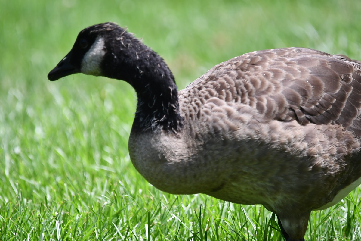 Canada Goose - ML639949951