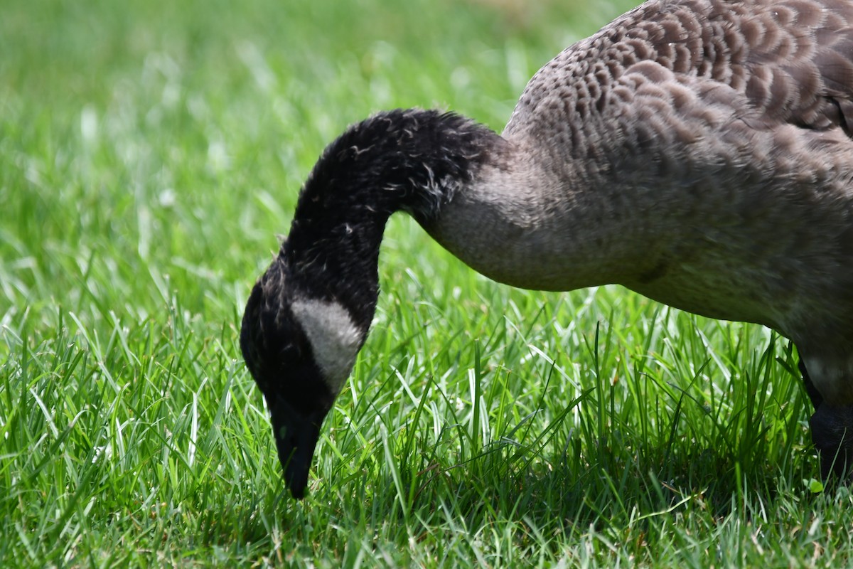 Canada Goose - ML639949952