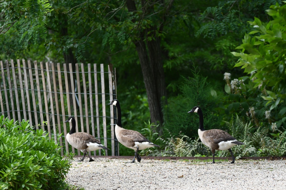Canada Goose - ML639949953