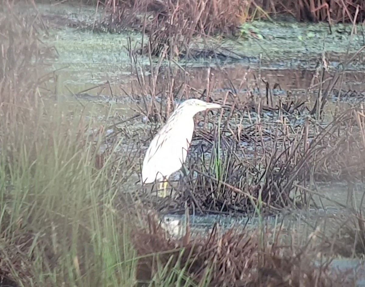 Squacco Heron - ML639949987