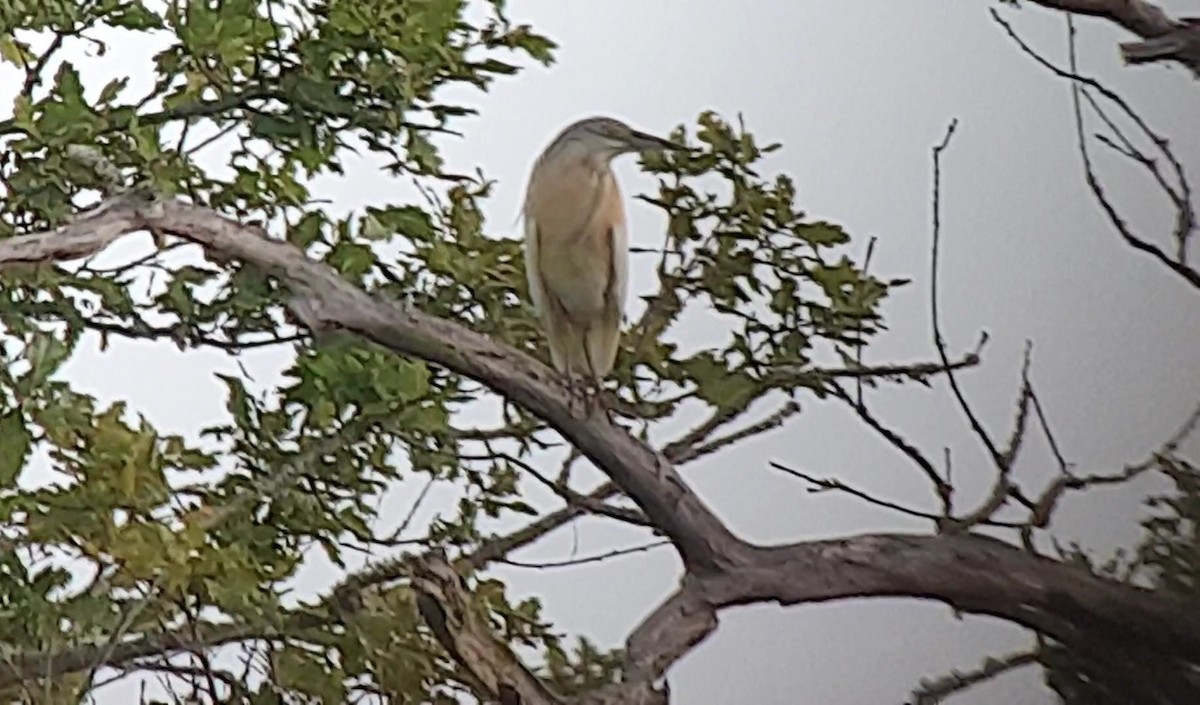 Squacco Heron - ML639949988