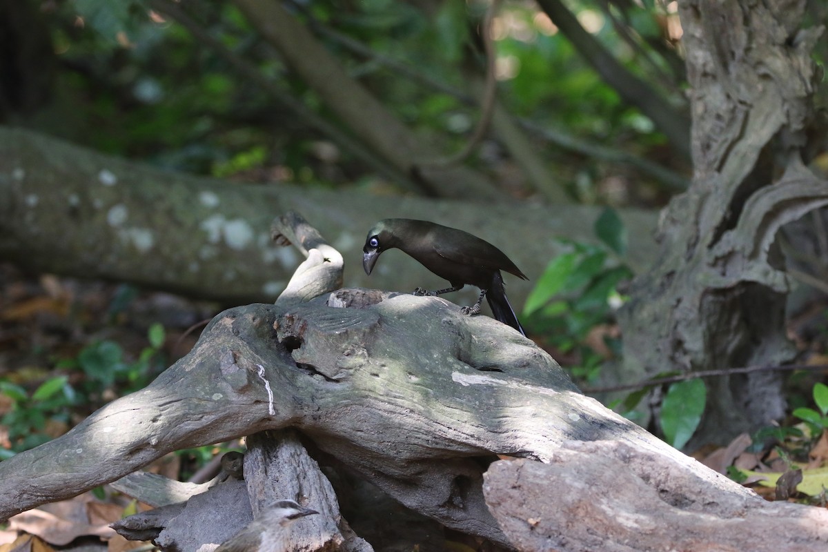 Racket-tailed Treepie - ML639950059