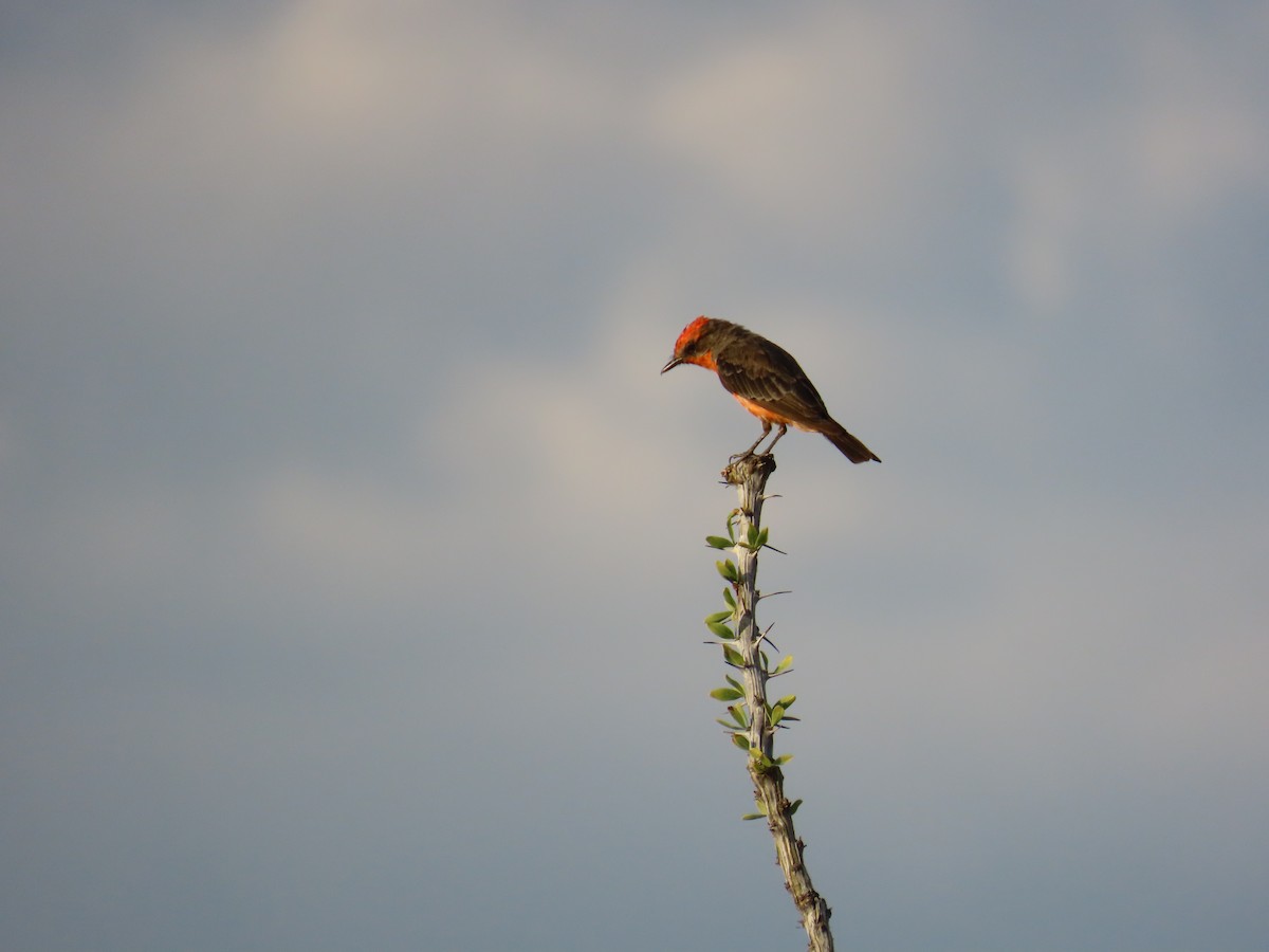 Vermilion Flycatcher - ML639950063