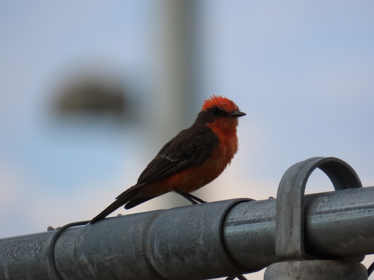 Vermilion Flycatcher - ML639950064