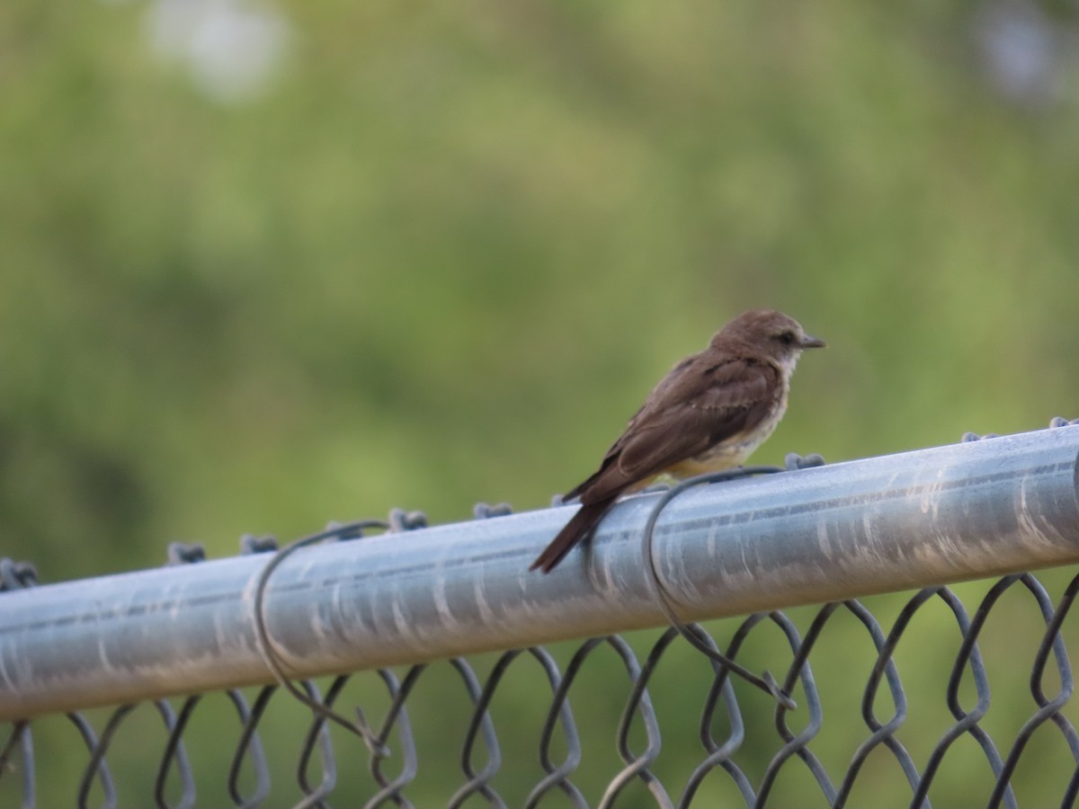 Vermilion Flycatcher - ML639950065