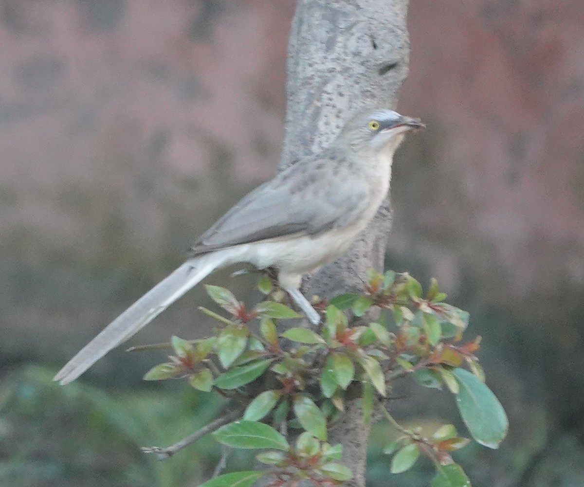 Large Gray Babbler - ML639950068