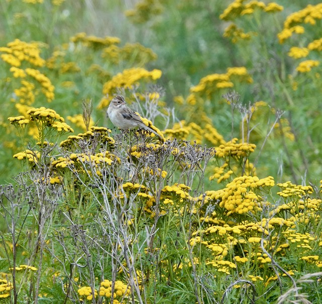 Clay-colored Sparrow - ML639950074