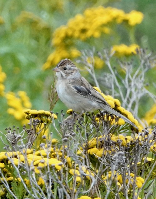 Clay-colored Sparrow - ML639950075