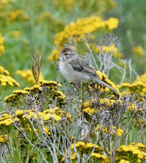 Clay-colored Sparrow - ML639950076