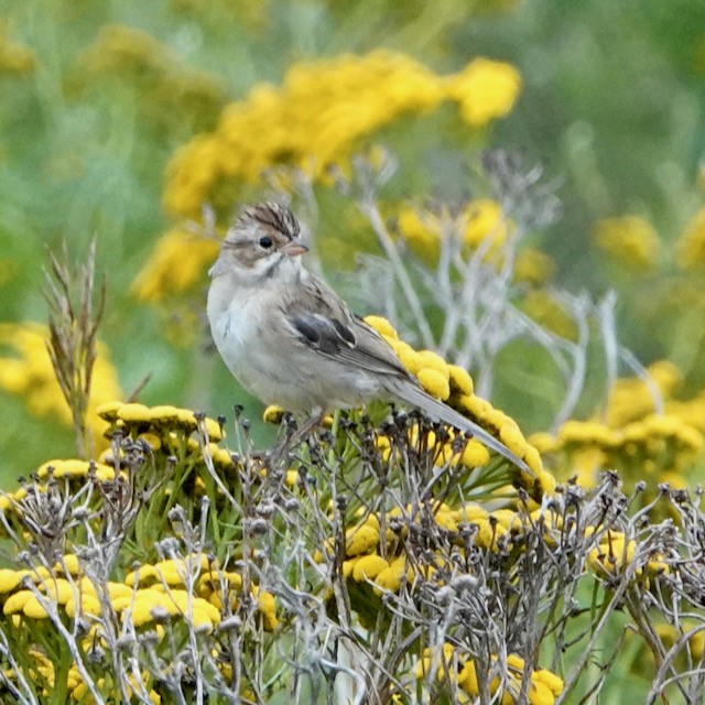 Clay-colored Sparrow - ML639950077