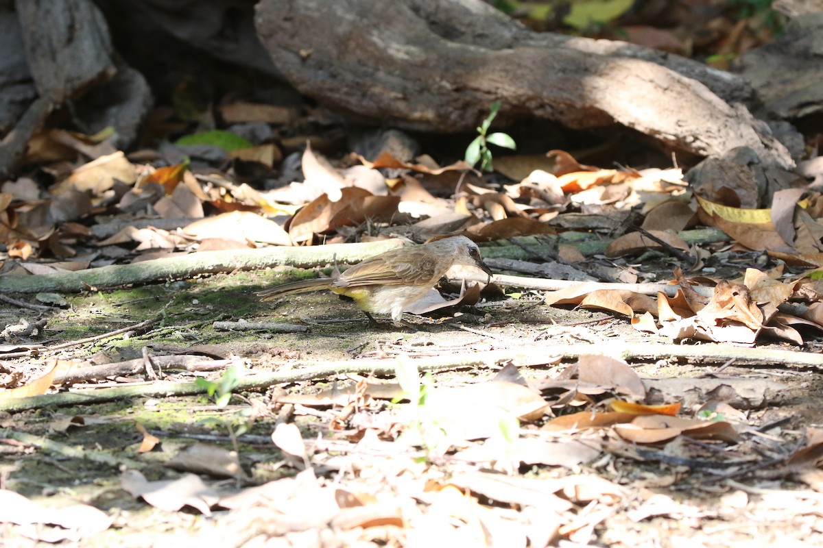 Yellow-vented Bulbul - ML639950079