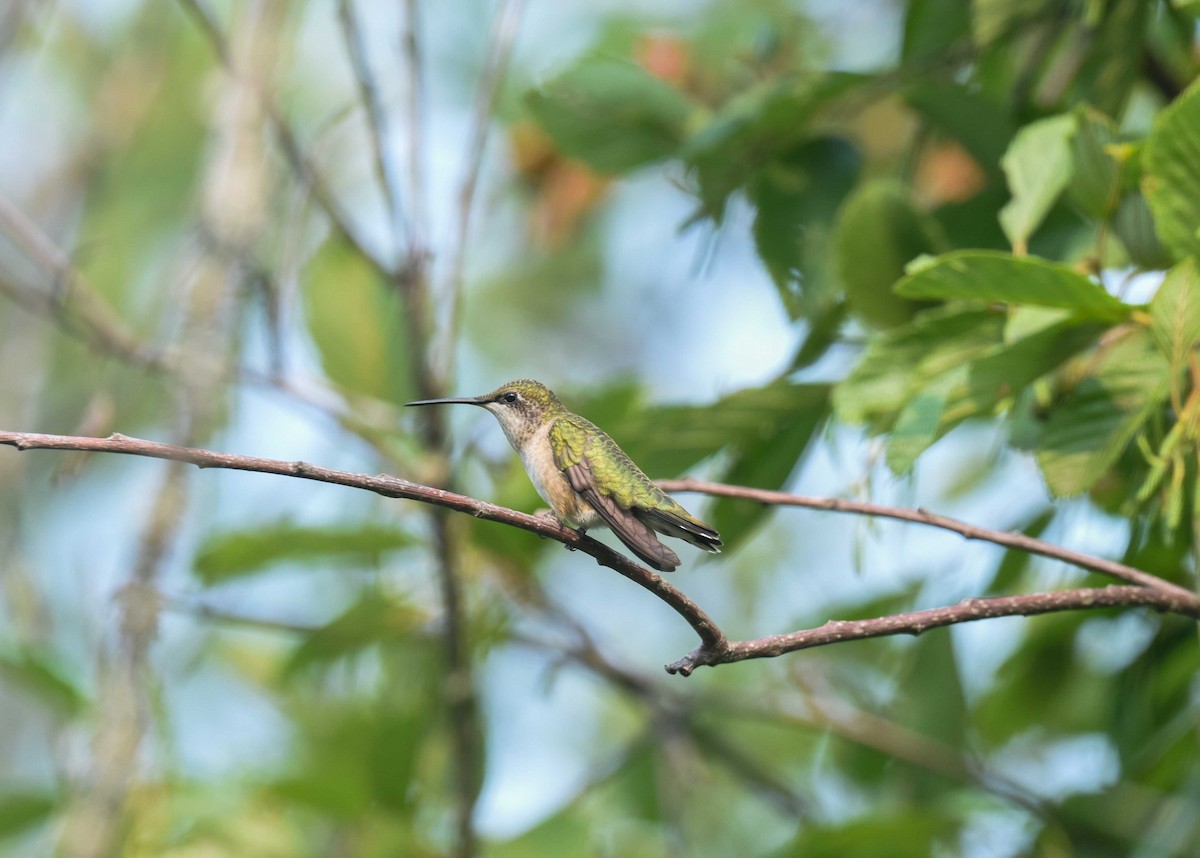 kalypta rubínohrdlá - ML639950083