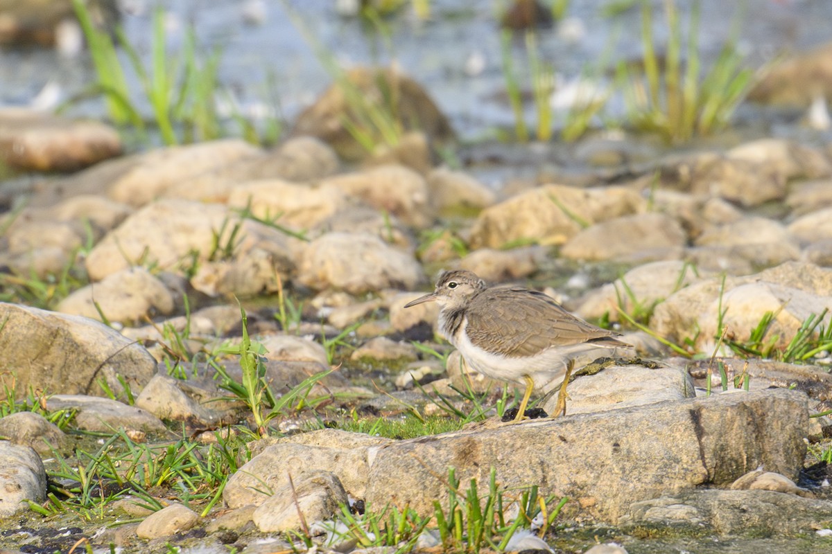 Spotted Sandpiper - ML639950167