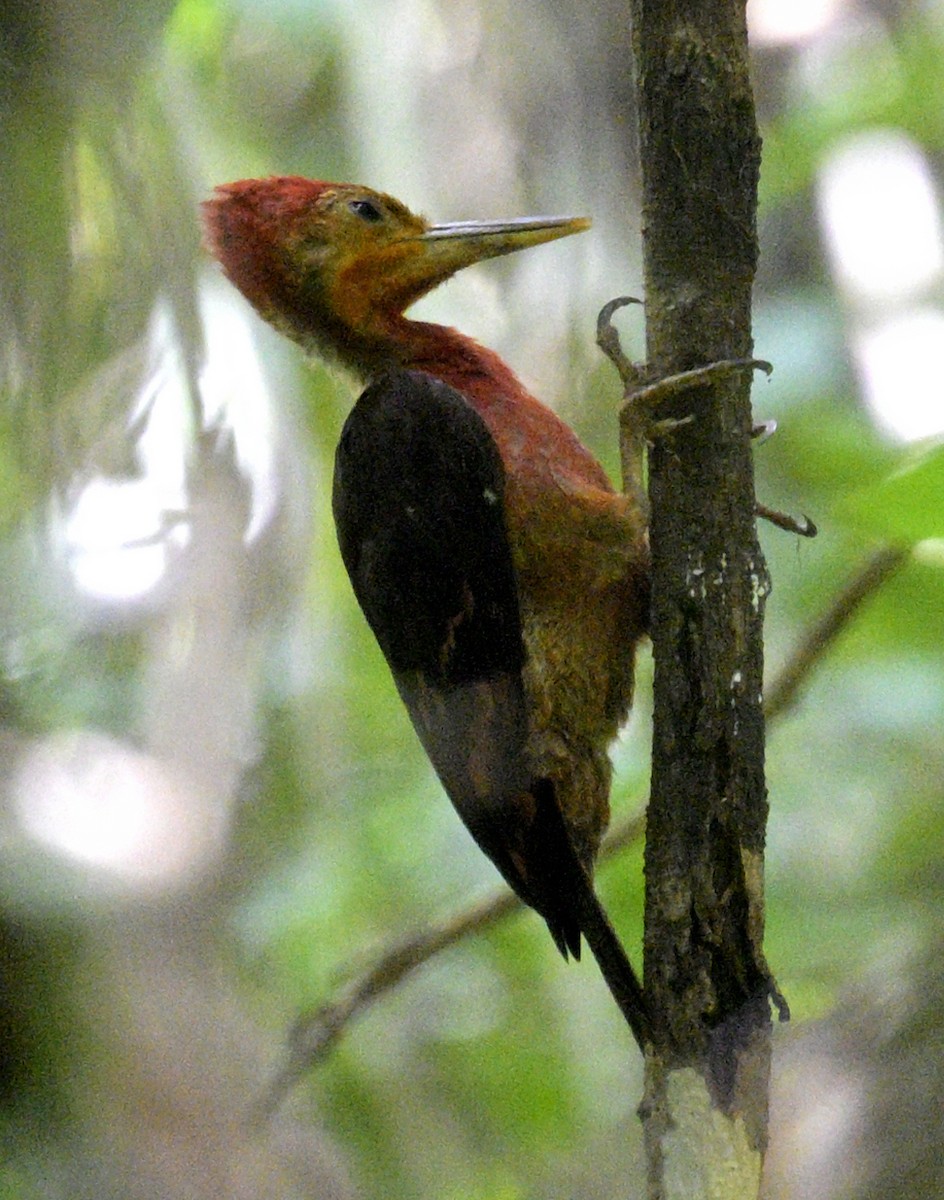 Orange-backed Woodpecker - ML639950187