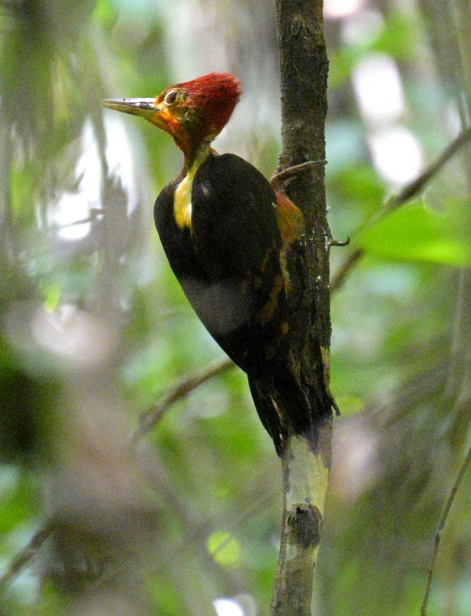 Orange-backed Woodpecker - ML639950188