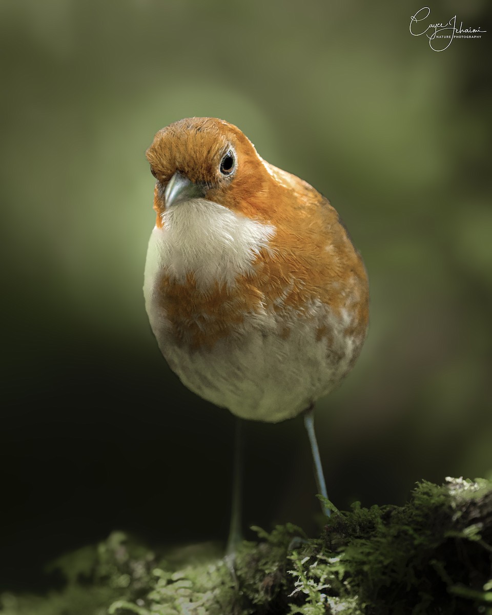 Red-and-white Antpitta - ML639950205